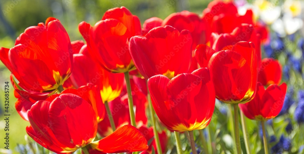 Obraz premium Tulipany