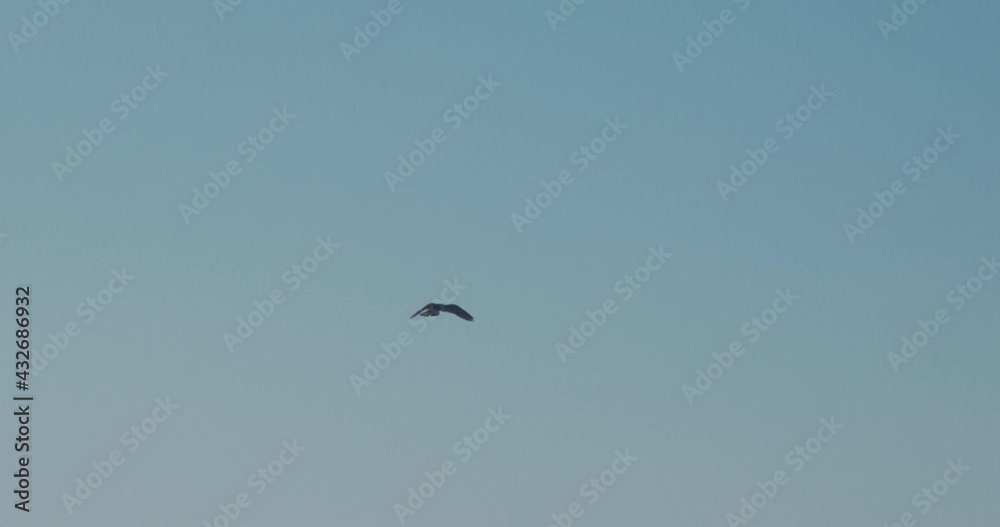 Small black bird flying up high in the sky. Slow motion. Small black bird flying up high in the sky. Slow motion.