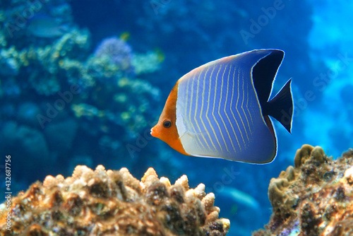 Fototapeta Naklejka Na Ścianę i Meble -  Coral fish - Hooded butterflyfish or Orangeface butterflyfish (Chaetodon larvatus) in Red Sea