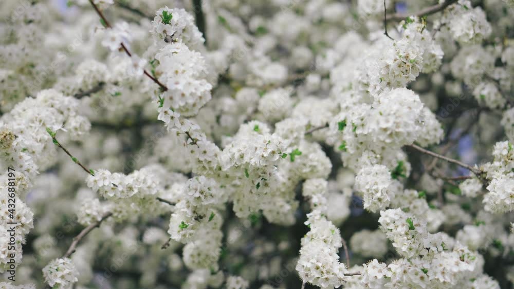 Beautiful spring colored nature with blooming trees and white flowers sun glare Beautiful spring colored nature with blooming trees and white flowers sun glare