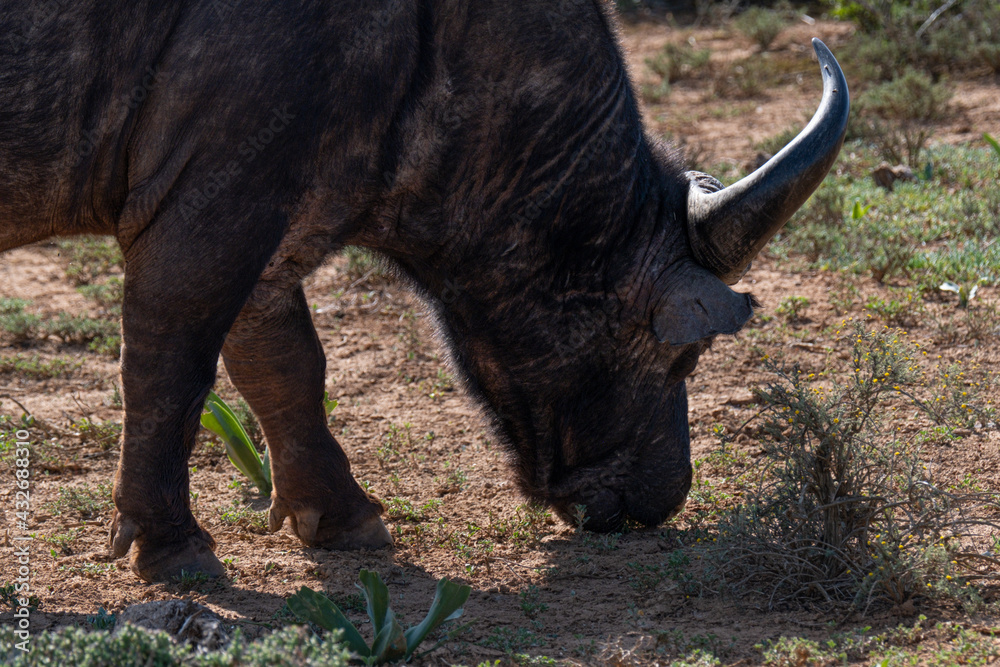 Fototapeta premium Water Buffalo grazing on the grass
