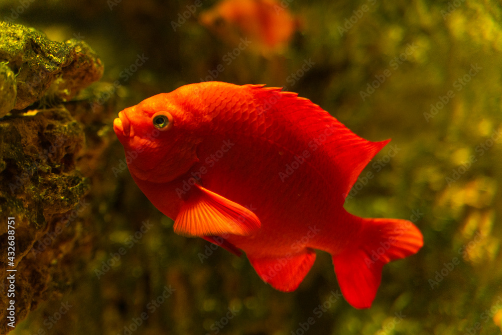 Hypsypops rubicundus. A small red fish in the water of the aquarium. Close-up. Underwater world. Hypsypops rubicundus. A small red fish in the water of the aquarium. Close-up. Underwater world.