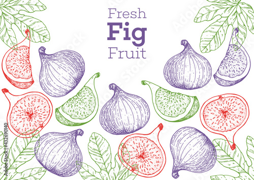 Fig fruit hand drawn package design. Vector illustration. Design, package, brochure illustration. Packaging design. Hand drawn fig fruits design template. Organic fresh food vector illustration.