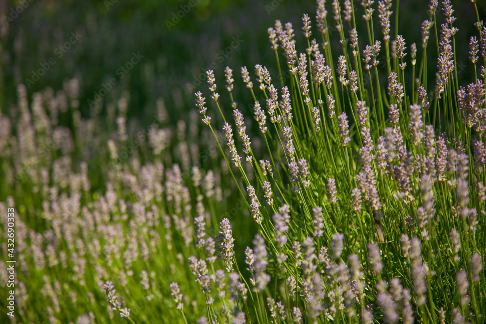 Naklejka premium Wild Lavander field in sunlight on summer. Summer nature.
