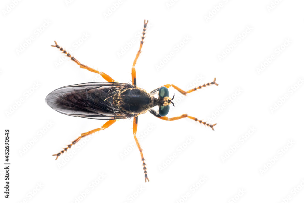 Image of the Asilidae are the robber fly family, also called assassin flies. on white background. From top view. Insect. Animal Image of the Asilidae are the robber fly family, also called assassin flies. on white background. From top view. Insect. Animal