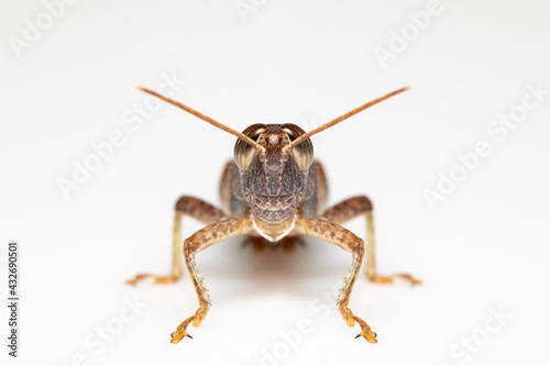 Image of white-banded grasshopper(stenocatantops splendens) isolated on white background. insect. Brown grasshopper