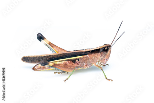 Image of sugarcane white-tipped locust grasshopper (Ceracris fasciata) isolated on white background. Insect Animal. Caelifera., Acrididae © yod67