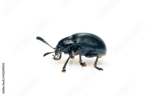 Image of blue milkweed beetle isolated on white background. Insect. Animal.