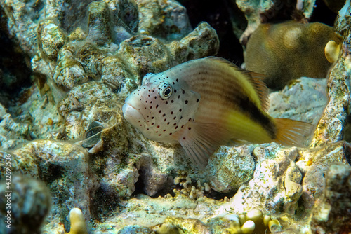 Black-sided hawkfish (Paracirrhites forsteri), freckled hawkfish or Forster's hawkfish, Coral fish - Red sea