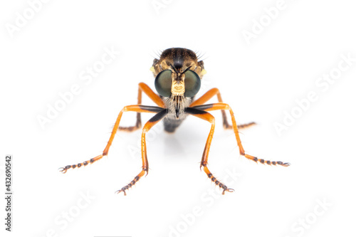Image of the Asilidae are the robber fly family, also called assassin flies. on white background. Insect. Animal