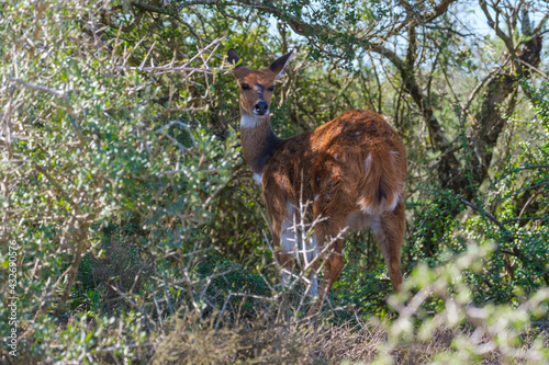 Fototapeta Naklejka Na Ścianę i Meble -  Cape bushbuck in the dense bush surroudings