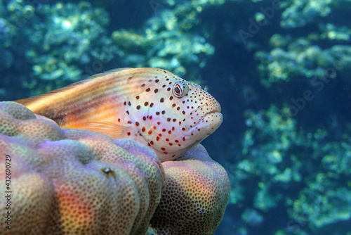 Black-sided hawkfish (Paracirrhites forsteri), freckled hawkfish or Forster's hawkfish, Coral fish - Red sea