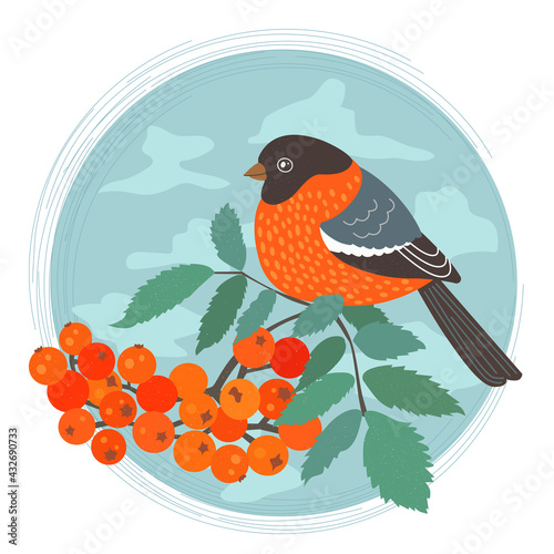 bullfinch on a rowan branch