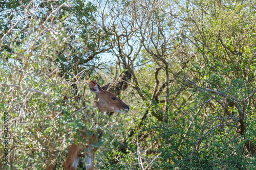 Cape bushbuck in the dense bush surroudings © fotorudi_101