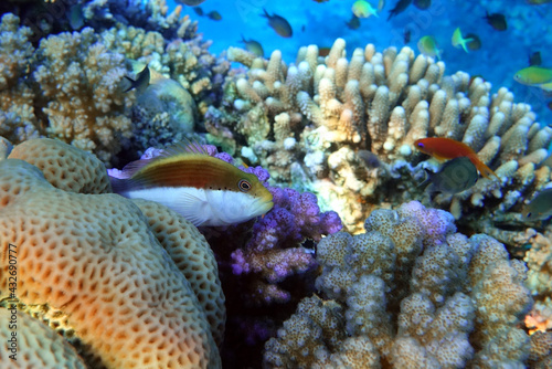 Black-sided hawkfish  Paracirrhites forsteri   freckled hawkfish or Forster s hawkfish  Coral fish - Red sea