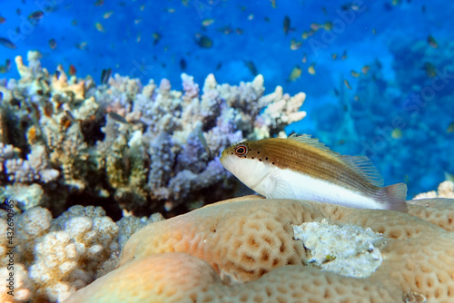 Black-sided hawkfish (Paracirrhites forsteri), freckled hawkfish or Forster's hawkfish, Coral fish - Red sea © mirecca