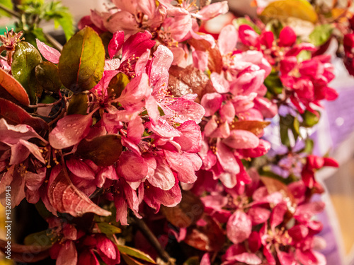 Spring flowers in the garden. Close up.