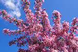 Flower background. Pink blooming sakura on blue sky. Close-up.
