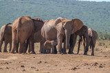 African Elephant family strolling together in the Southern African terrain