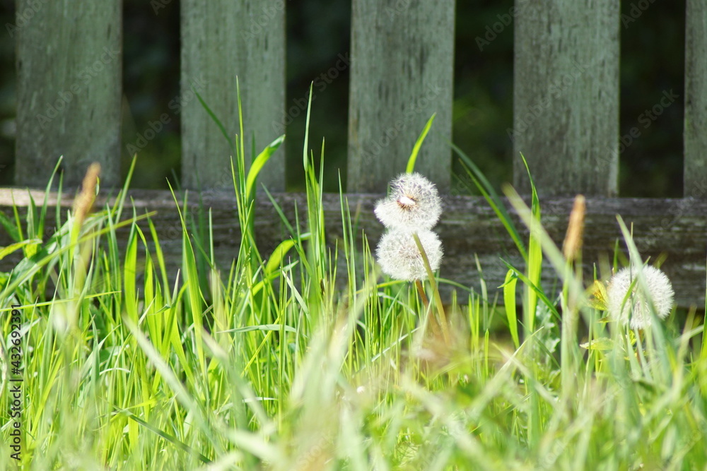 Einige Pusteblumen genannt auch Löwenzahn auf einer Wiese Einige Pusteblumen genannt auch Löwenzahn auf einer Wiese