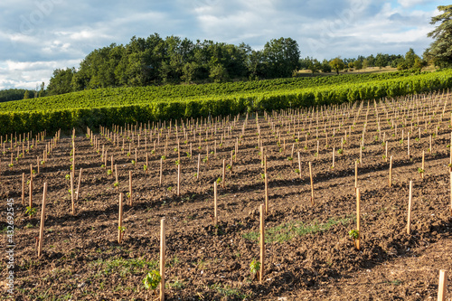 Recent vineyard plantation on slope in the Sainte-Foy-La-Grande area part of the Bordeaux wine region in the Gironde department