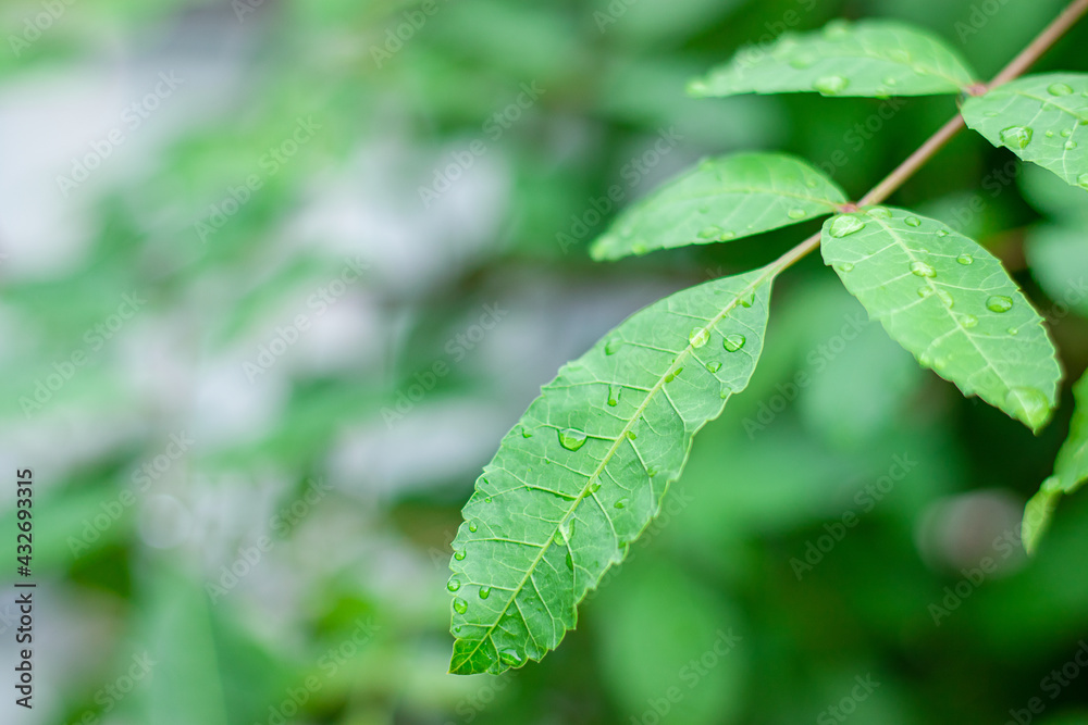 Green leaves with dew drops, beautiful leaf texture in nature Natural background. Green leaves with dew drops, beautiful leaf texture in nature Natural background.