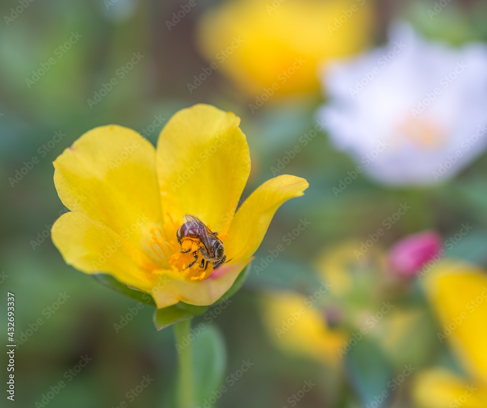 pollination of a beautiful yellow flower by a bee with body full of pollen grains pollination of a beautiful yellow flower by a bee with body full of pollen grains