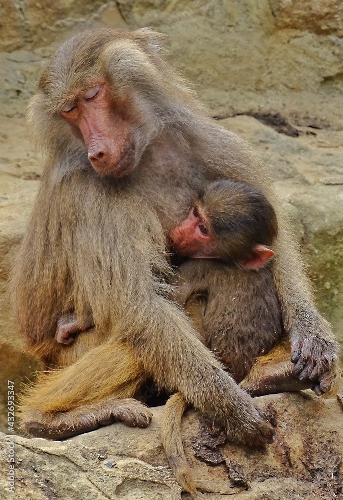 mother and baby baboon