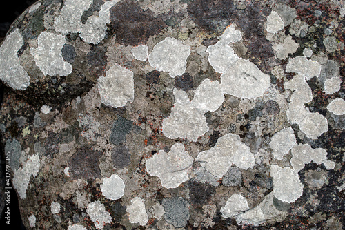 Canvas Print moss on a stone, nacka, sverige, sweden, stockholm