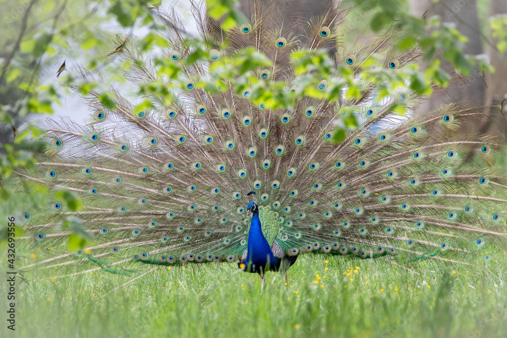Male peacock