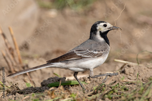 White wagtail