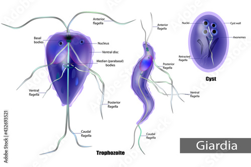 The structure of Giardia lamblia of Cyst and Trophozoite. Giardiasis. photo
