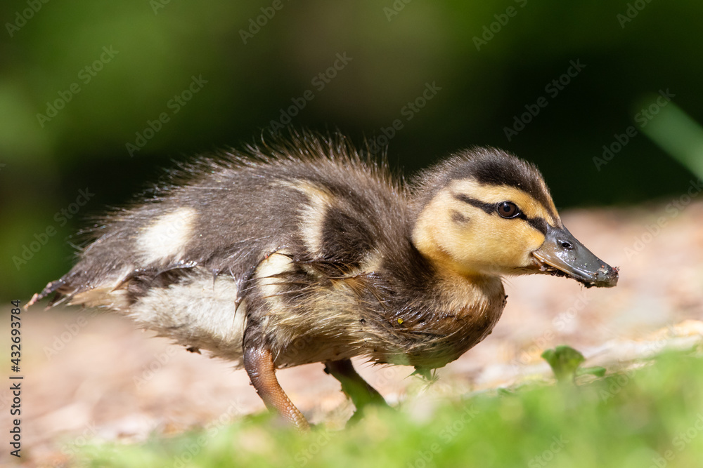 Duckling