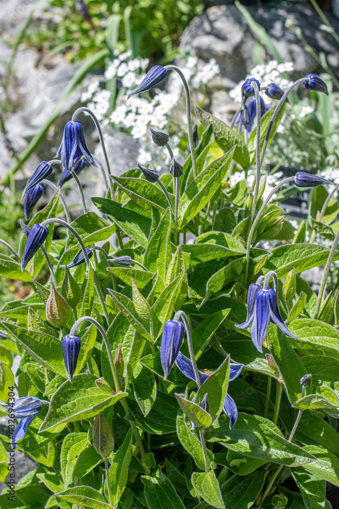 Clematis Hendersonii flower bud (Clematis integrifolia Hendersonii