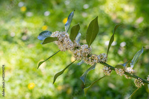 Holly Nellie R. Stevens flower buds (Ilex aquifolium ) photo