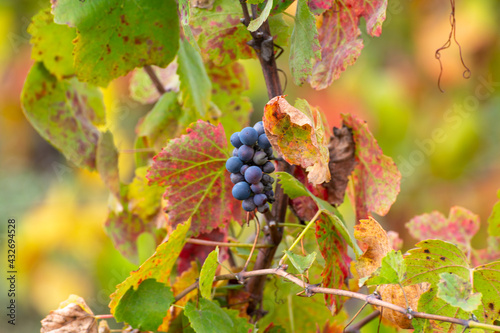 Colorful leaves and ripe black grapes on terraced vineyards of Douro river valley near Pinhao in autumn, Portugal photo