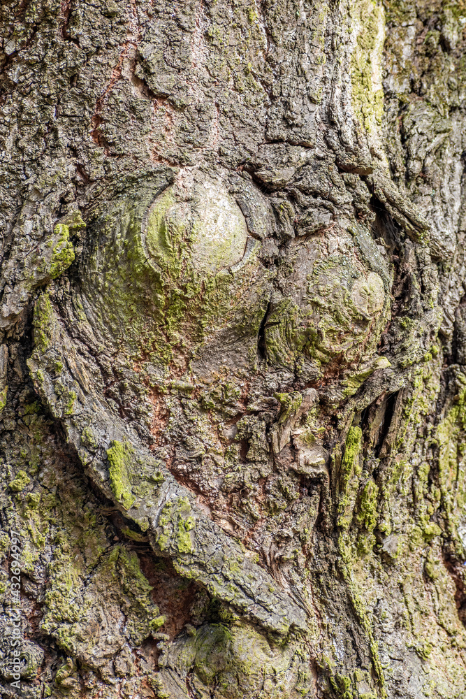 Old tree trunk with the face of a smiling duck Old tree trunk with the face of a smiling duck