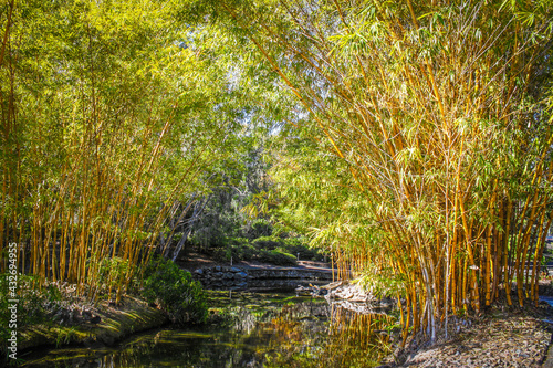 Fototapeta Naklejka Na Ścianę i Meble -  Stream meanders through bamboo grove reflecting colors of trees in botanical garden.