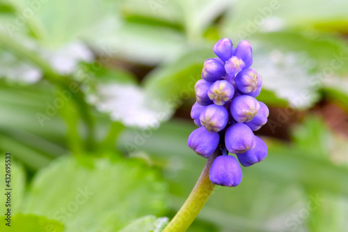 Grape Hyacinth 02
