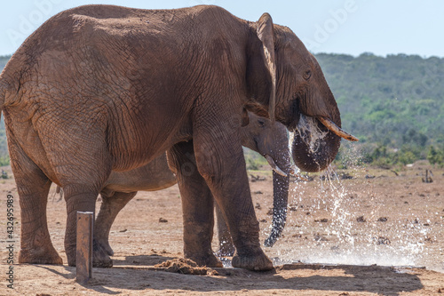 African Elephant spraying water to cool down