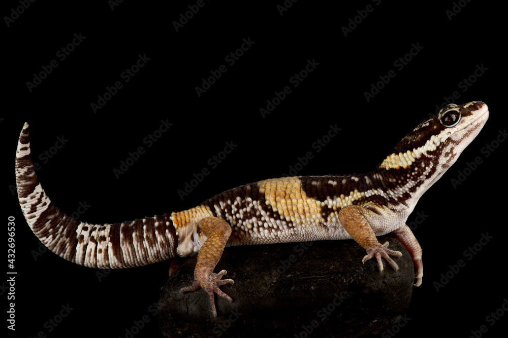 Fototapeta premium East Indian leopard gecko (Eublepharis hardwickii)