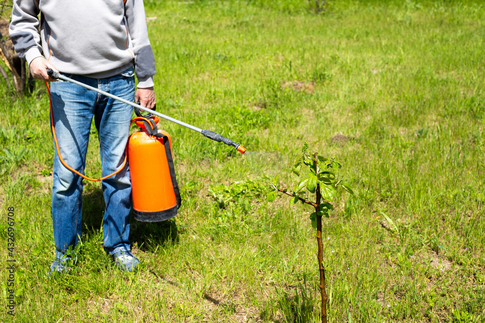 A gardener sprays fruit tree seedlings with a spray bottle in the spring. Garden pest control A gardener sprays fruit tree seedlings with a spray bottle in the spring. Garden pest control