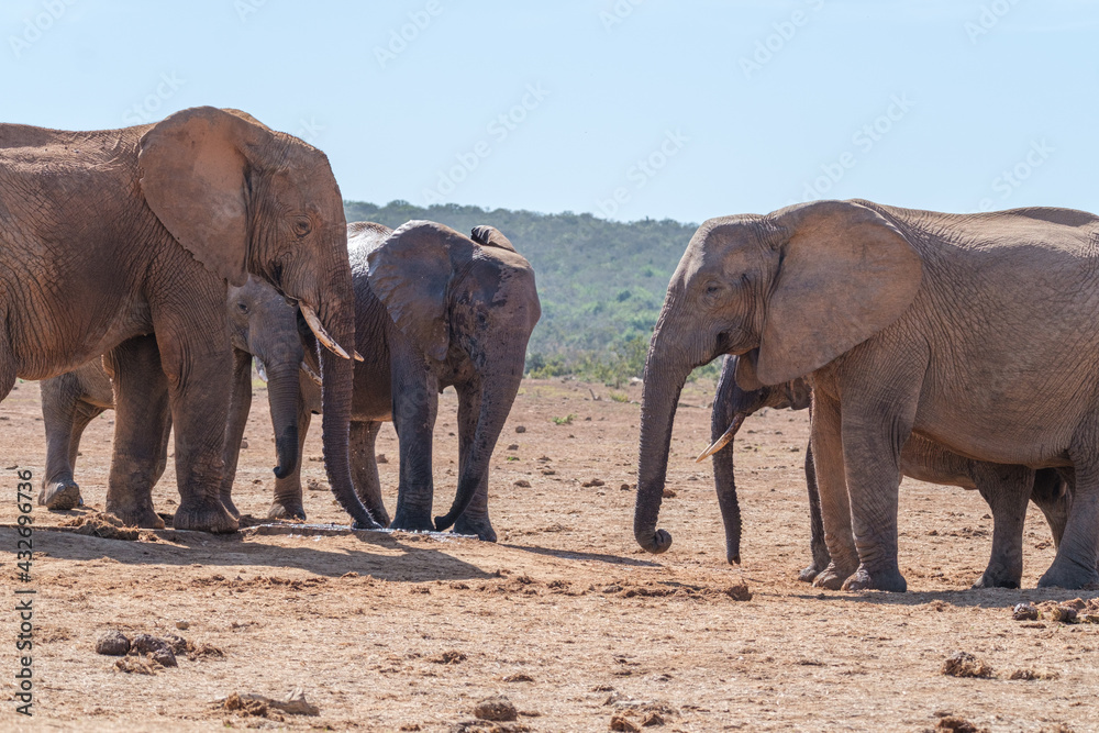 Fototapeta premium African Elephant family strolling together in the Southern African terrain