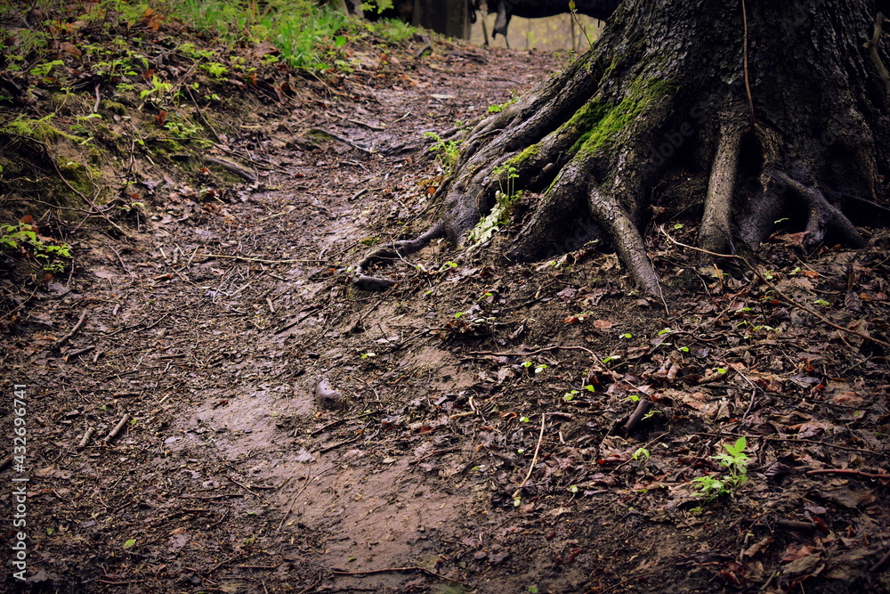 path in the woods past the roots of the tree path in the woods past the roots of the tree