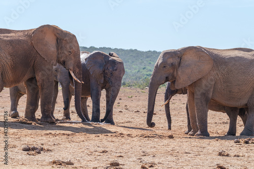 African Elephant family strolling together in the Southern African terrain