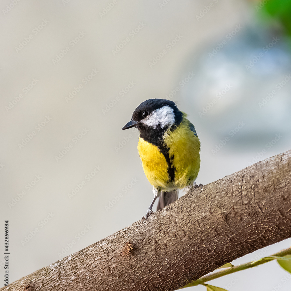 Great tit, beautiful bird standing on a branch
