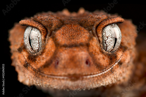 Southern banded knob-tailed gecko (Nephrurus wheeleri) photo