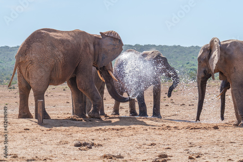 African Elephant spraying water to cool down © fotorudi_101