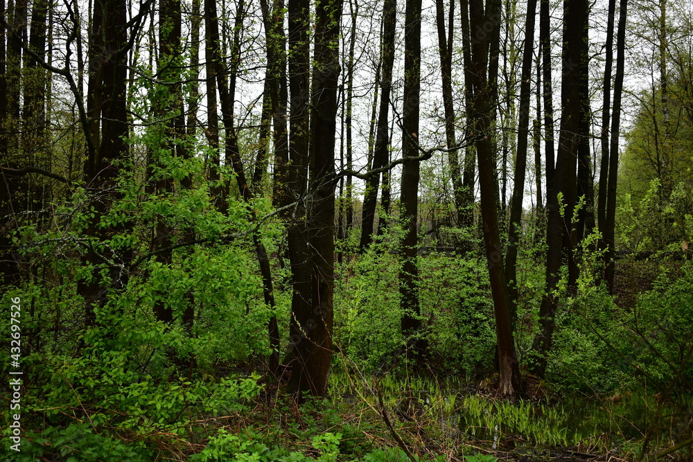 wet forest, after a spring rain