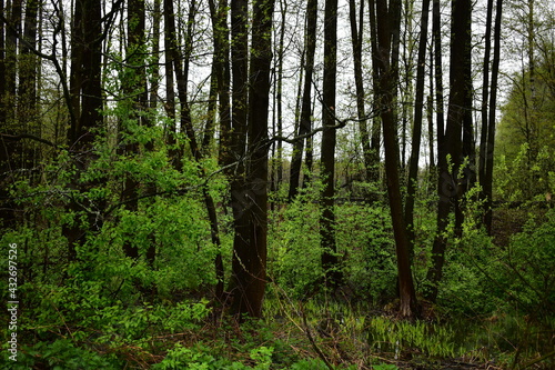 wet forest, after a spring rain